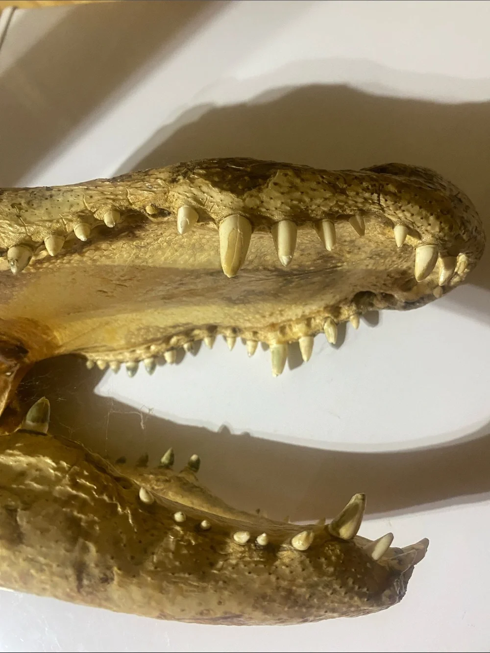 Crocodile Skull — Natural Brown